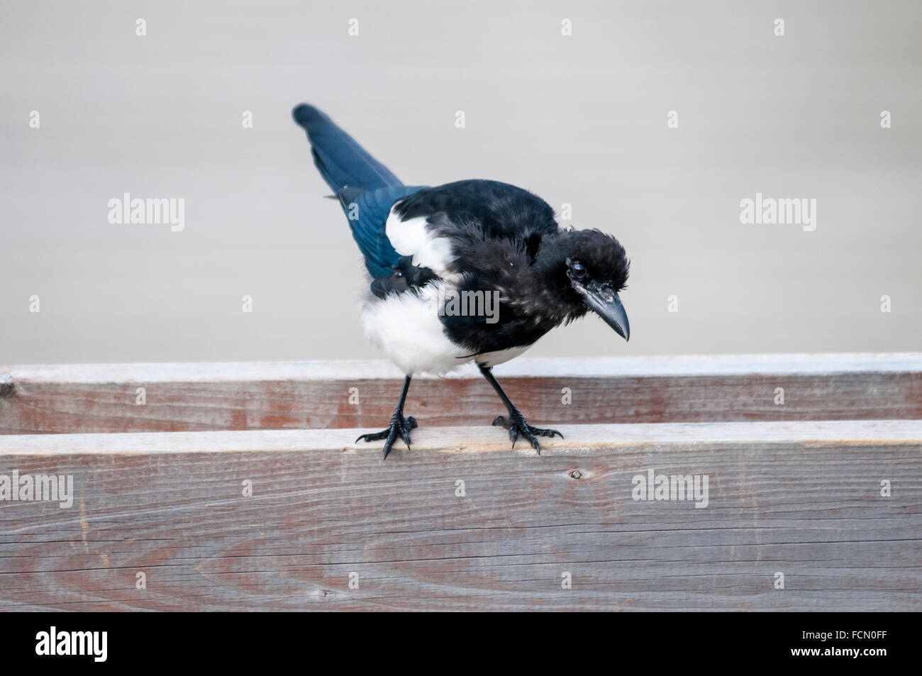 Adult Black-billed Magpie or American Magpie, Pica hudsonia, perched on a fence, Katmai, Alaska, USA, North America Stock Photo