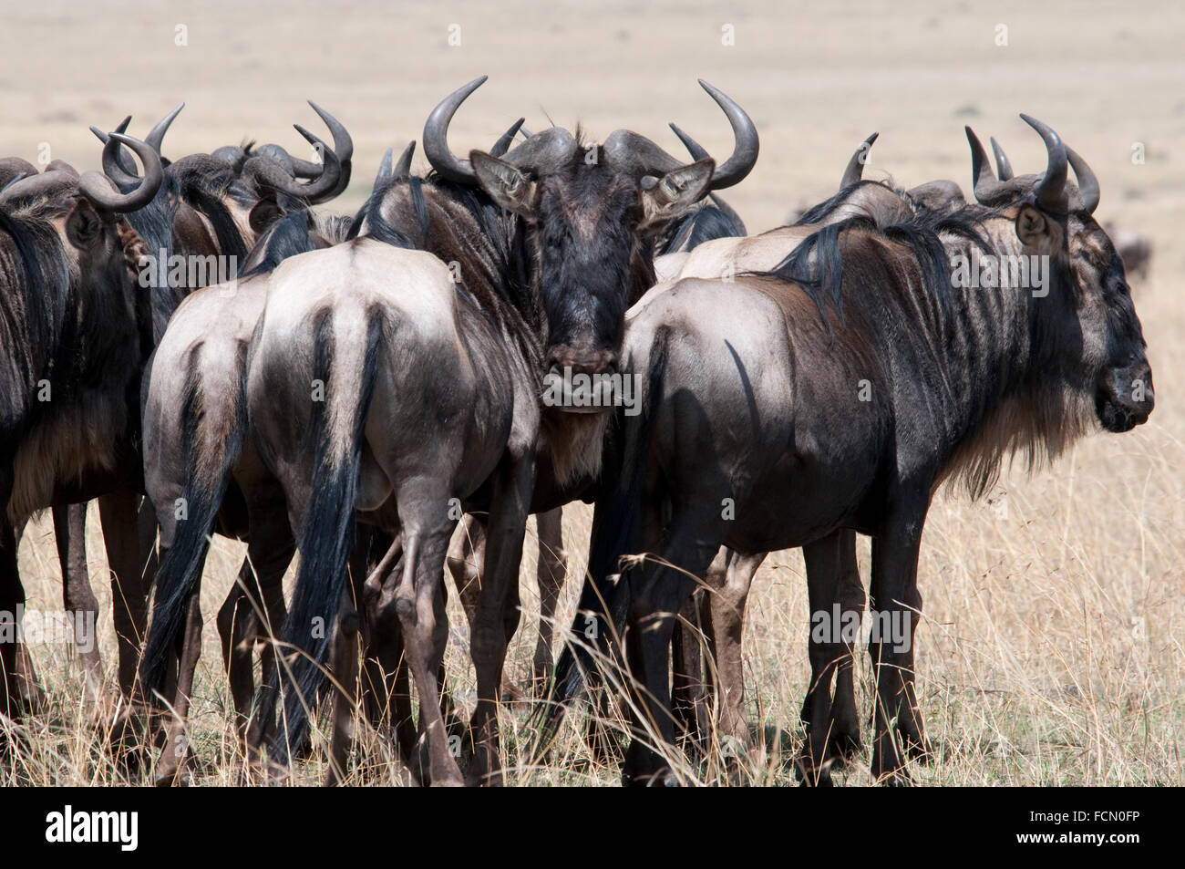 Group of Adult Wildebeest, Connochaetes taurinus, Masai Mara National Reserve, Kenya, East Africa Stock Photo
