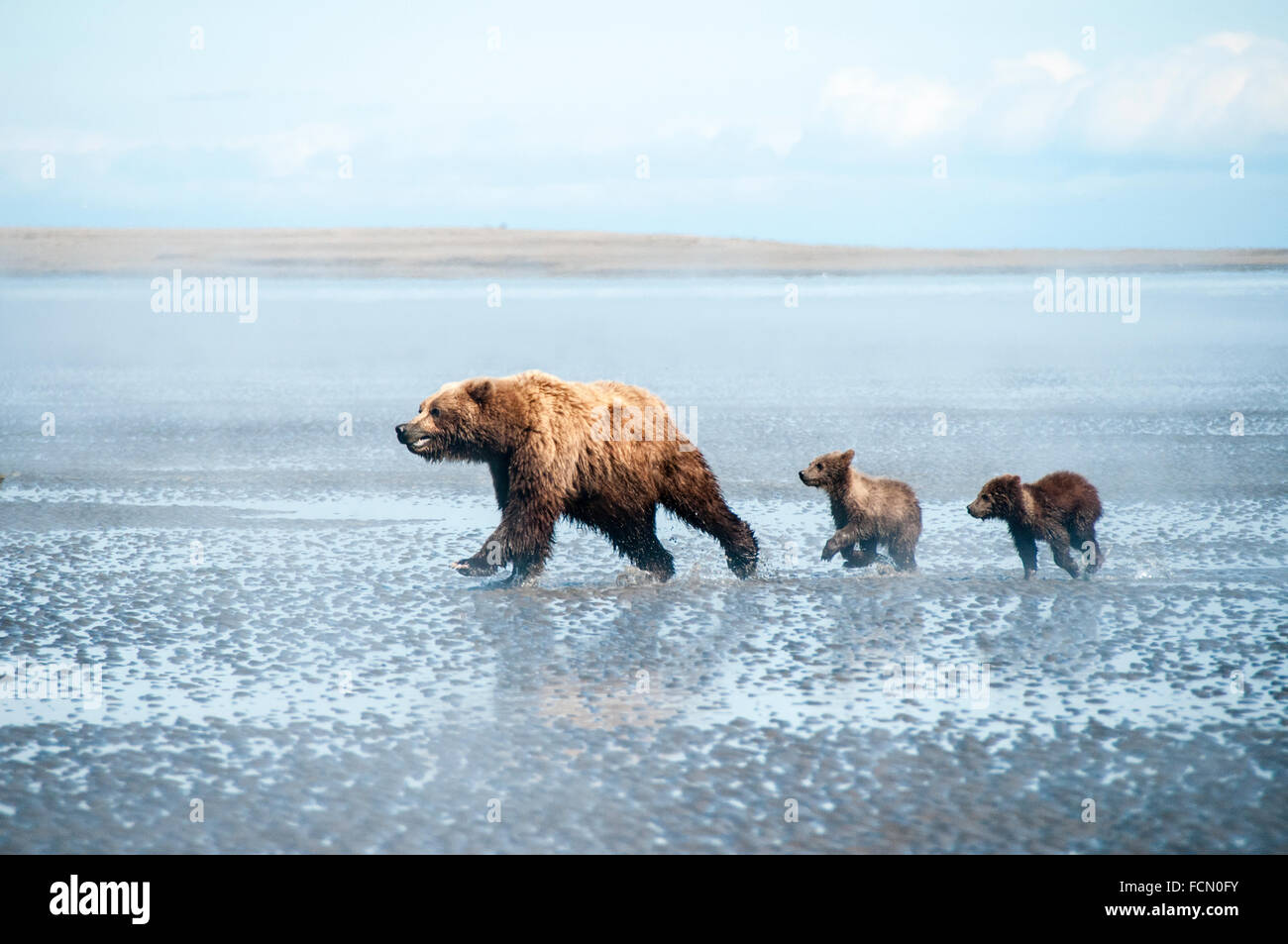 Three Grizzly Bears, Ursus arctos, mother and two Spring Cubs, running across the tidal flats of the Cook Inlet, Alaska, USA Stock Photo