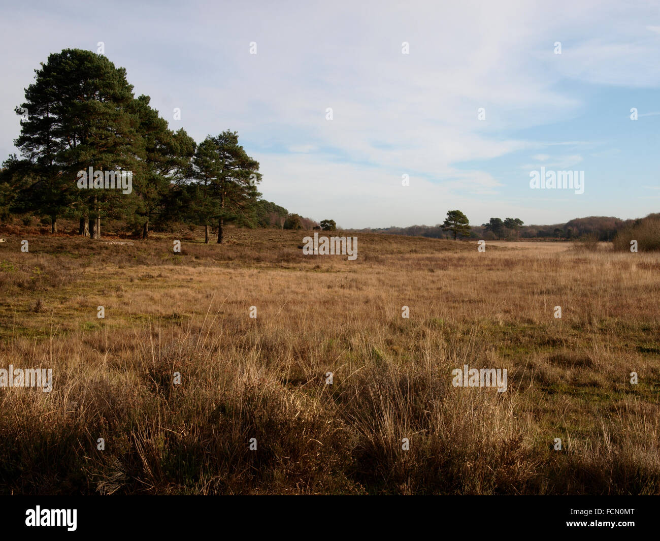 Grassland area of The New Forest,Hampshire, UK Stock Photo