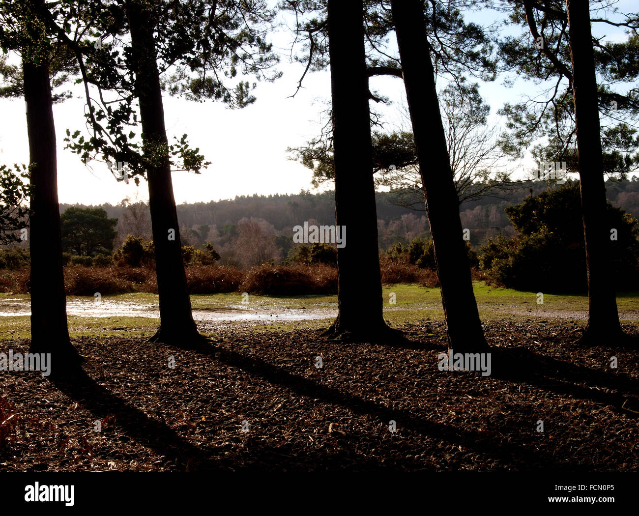 View through trees over Th New Forest, Hampshire, UK Stock Photo