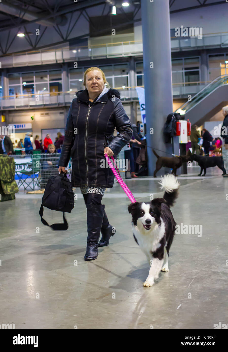 Golden retriever dog show hires stock photography and images Alamy