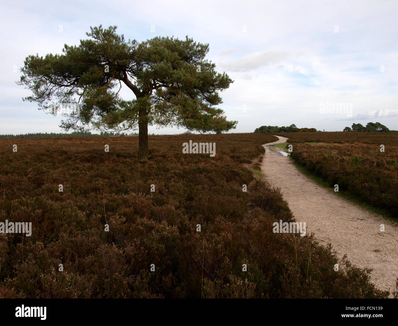 Lone tree next to footpath on the New Forest, Hampshire, UK Stock Photo