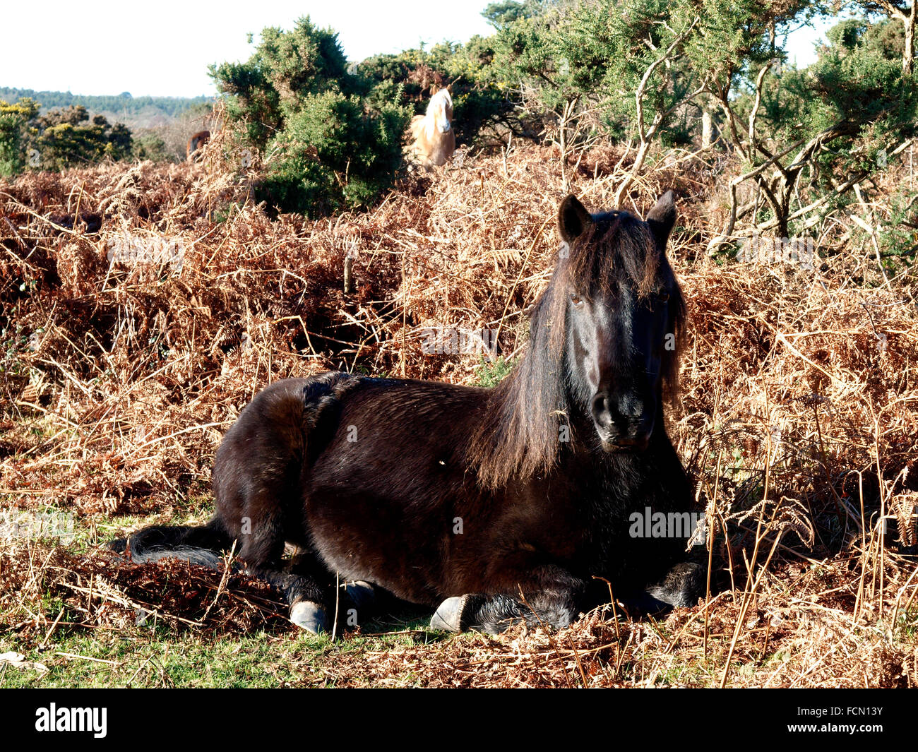 New Forest Pony laying down in the bracken, The New Forest, Hampshire, UK Stock Photo
