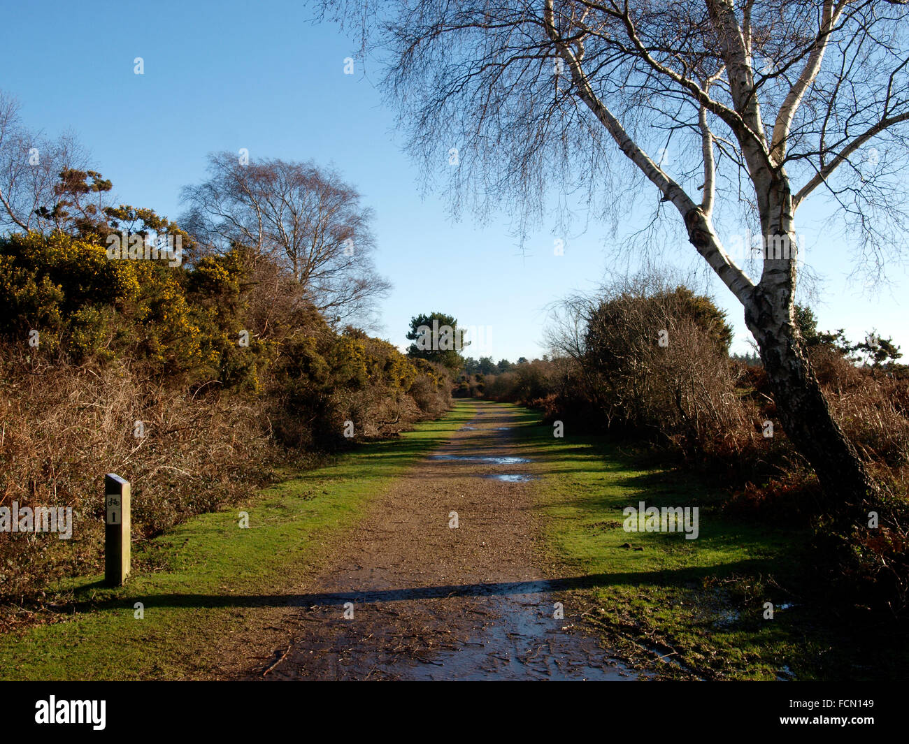 Cycle path along a disused railway, The New Forest, Hampshire, UK Stock Photo