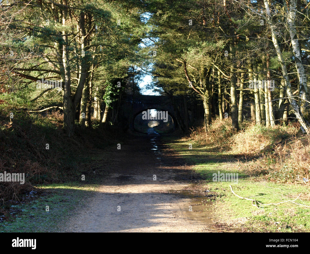 Disused railway across the New Forest, now used as a multi use trail, Hampshire, UK Stock Photo