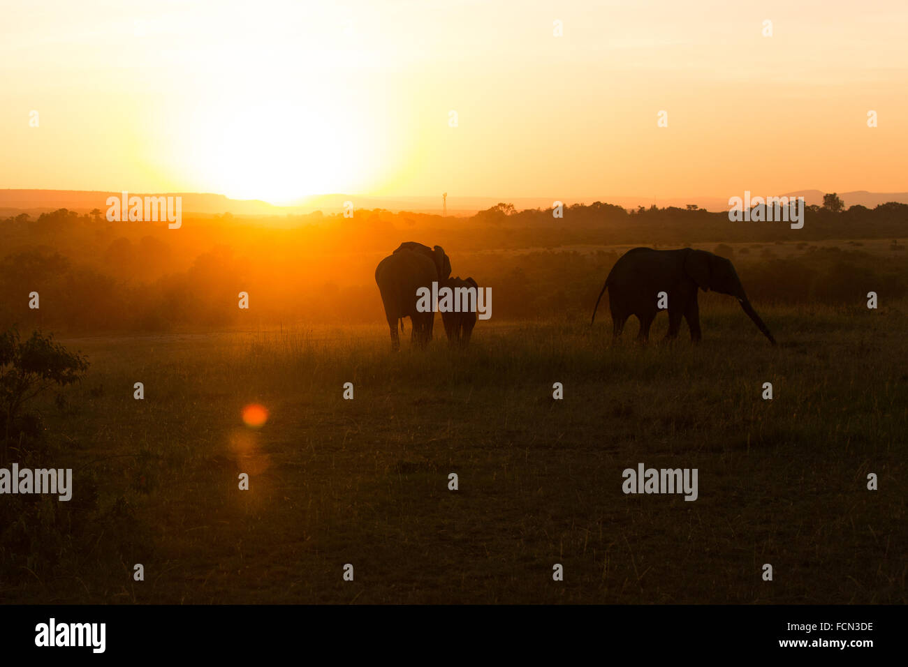 Elephants in the sunset Stock Photo - Alamy