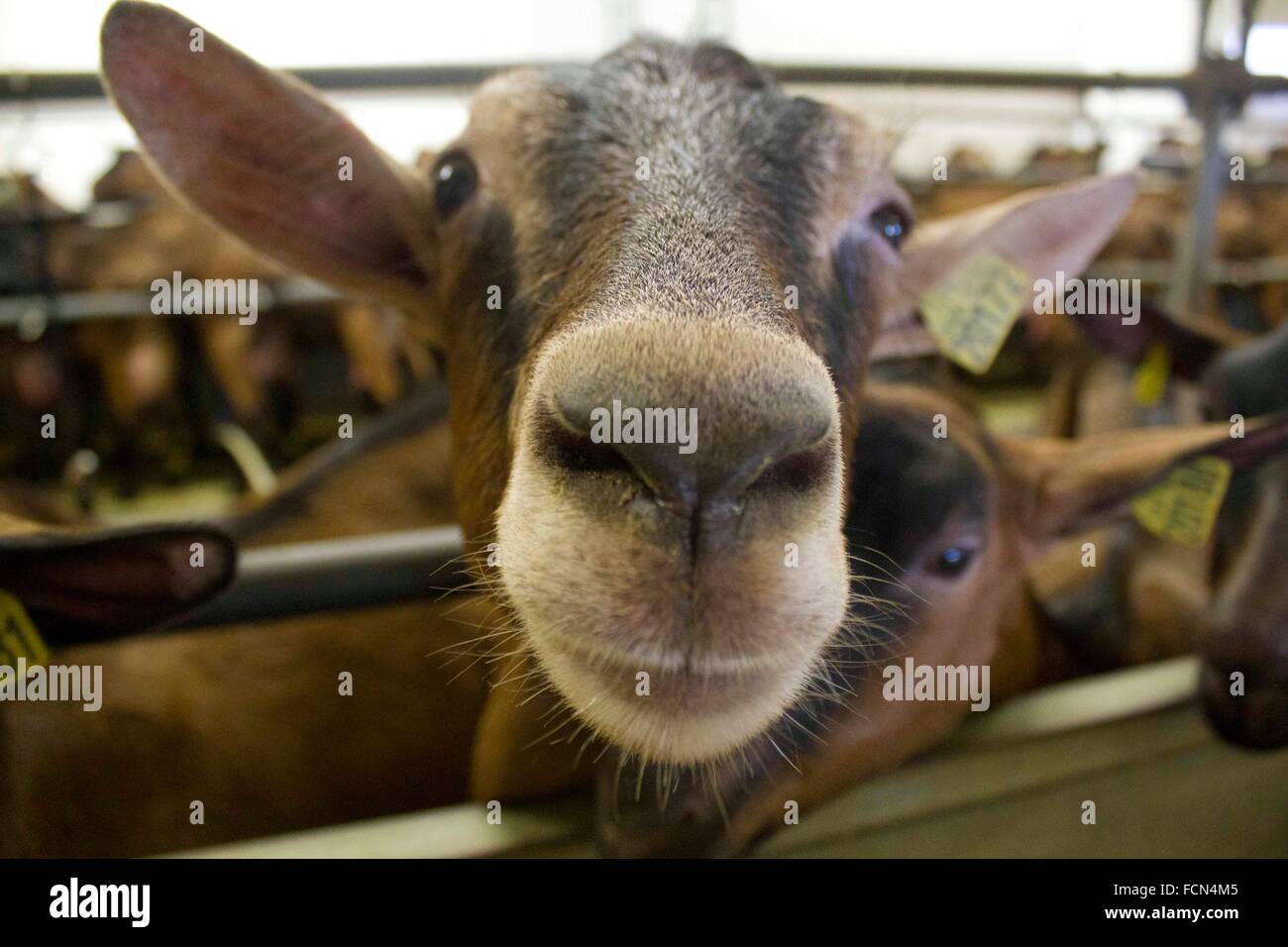 Front view of the face of a goat in a cheese factory in france. La