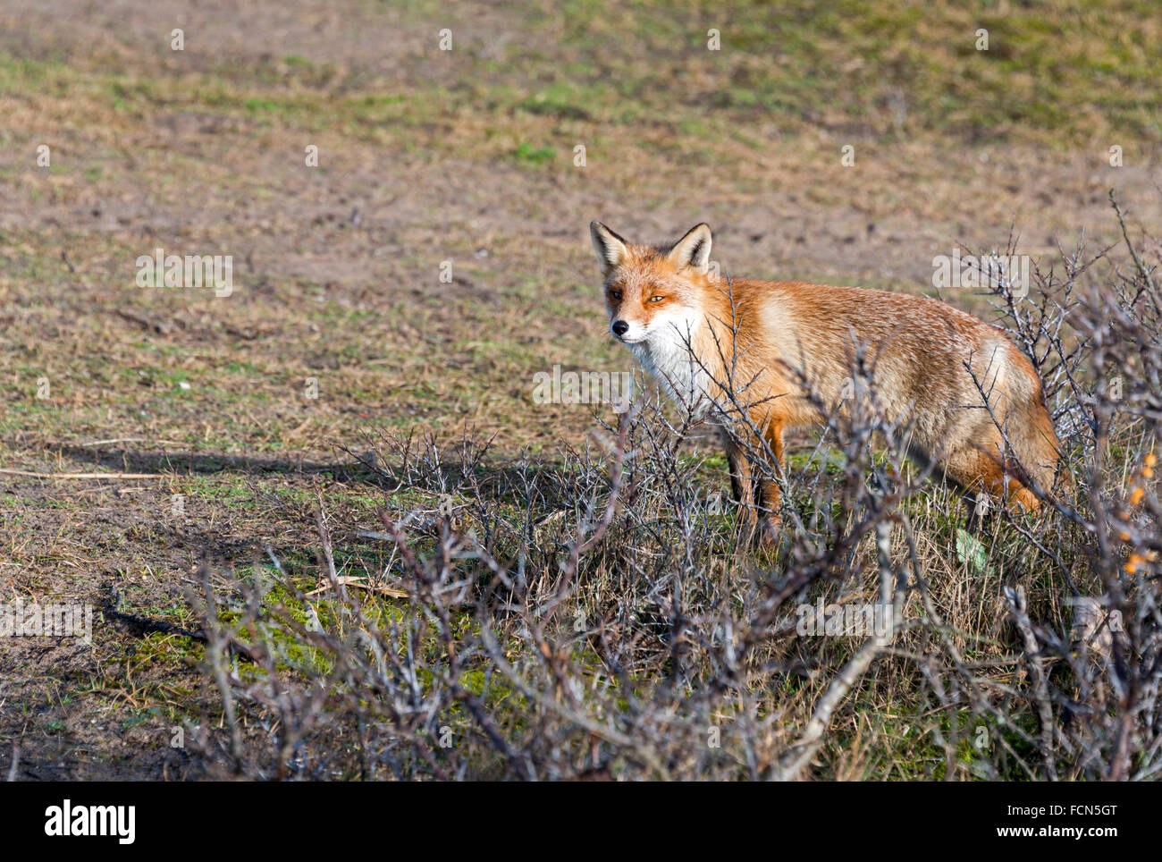 wild red fox looking in camera on sunny day in holland amsterdam waterleding duingebied nature area Stock Photo