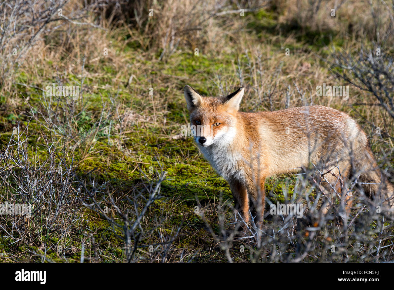 wild red fox looking in camera on sunny day in holland amsterdam waterleding duingebied nature area Stock Photo