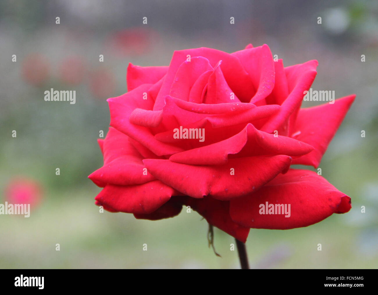 A rose blooms in the National Botanical Garden in Dhaka, Bangladesh