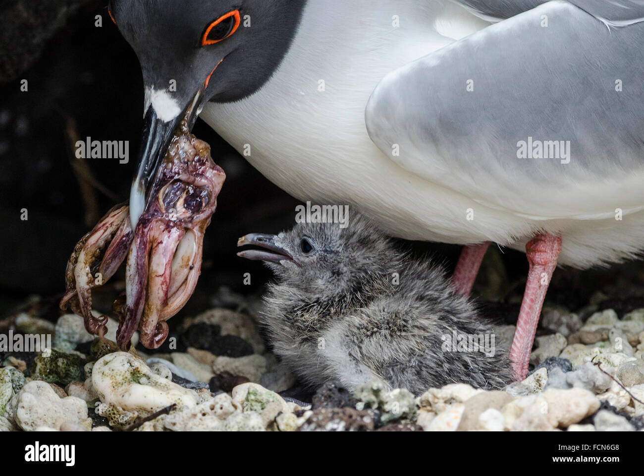 Swallow-tailed Gulls Creagrus furcatus adult feeding chick Genovesa Island Galapagos Islands Ecuador Stock Photo