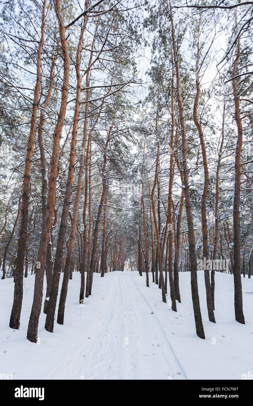 Through the winter pine forest Stock Photo - Alamy