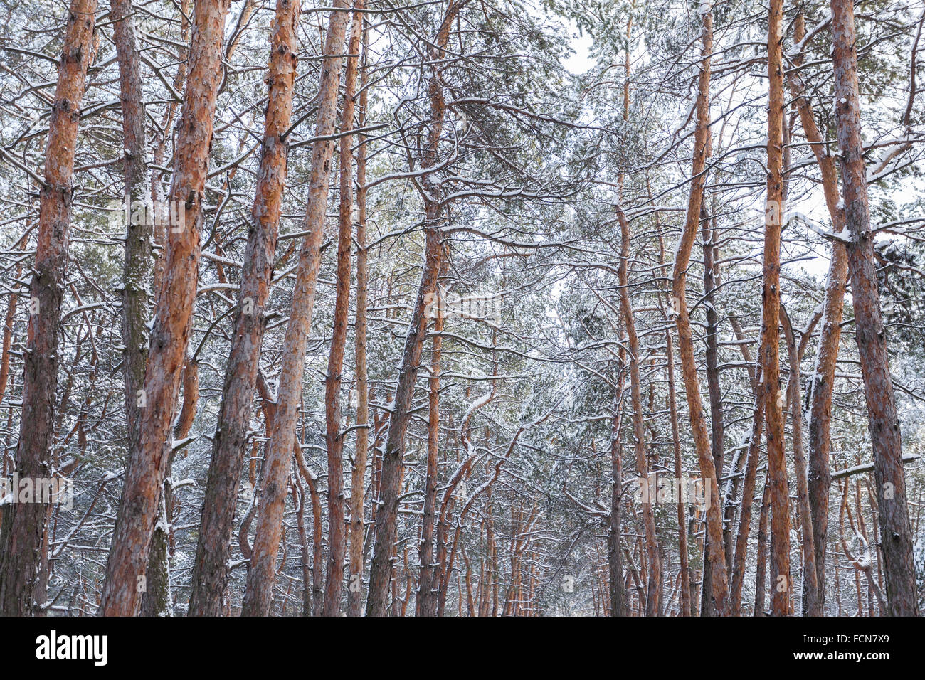 Pine trunks in the winter forest Stock Photo - Alamy