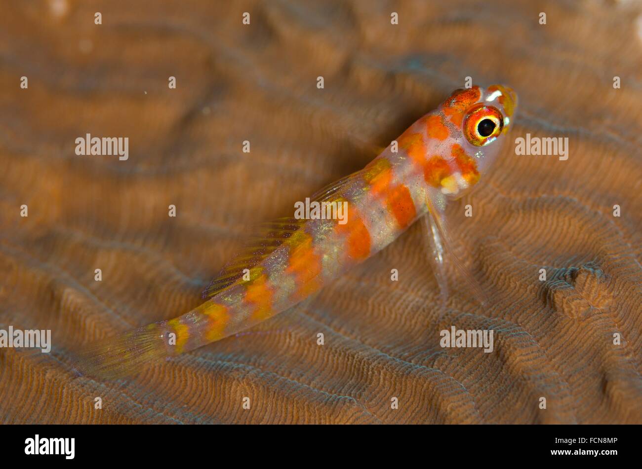 Gills Parasite High Resolution Stock Photography and Images Alamy