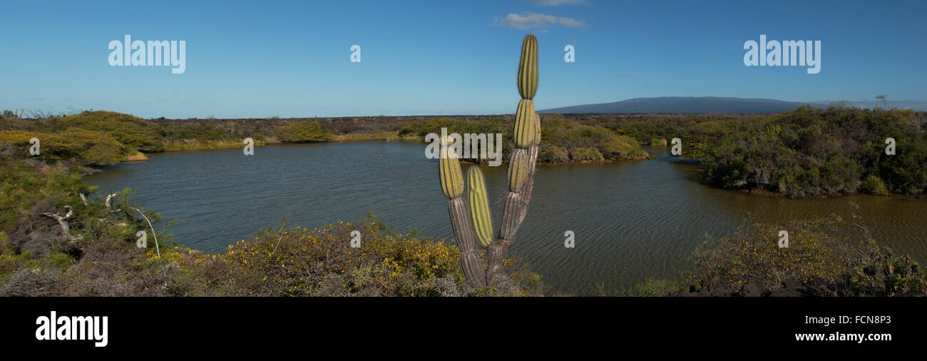 Brackish Lagoons and candelabra Punta Moreno Isabela Island Galapagos