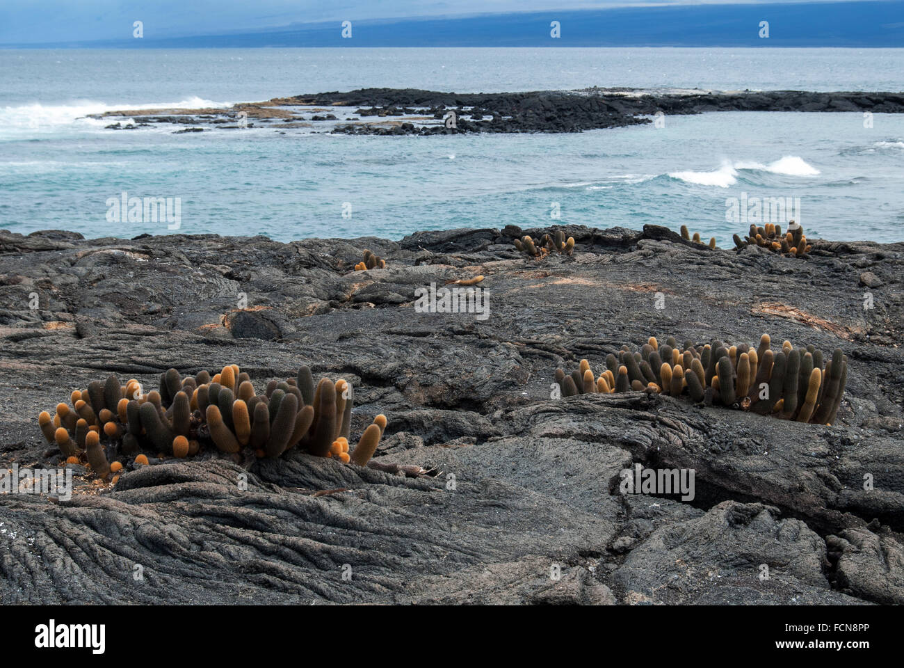Lava Cactus Brachycereus nesioticus Punta Espinosa Fernandina Island Galapagos Islands Ecuador Stock Photo