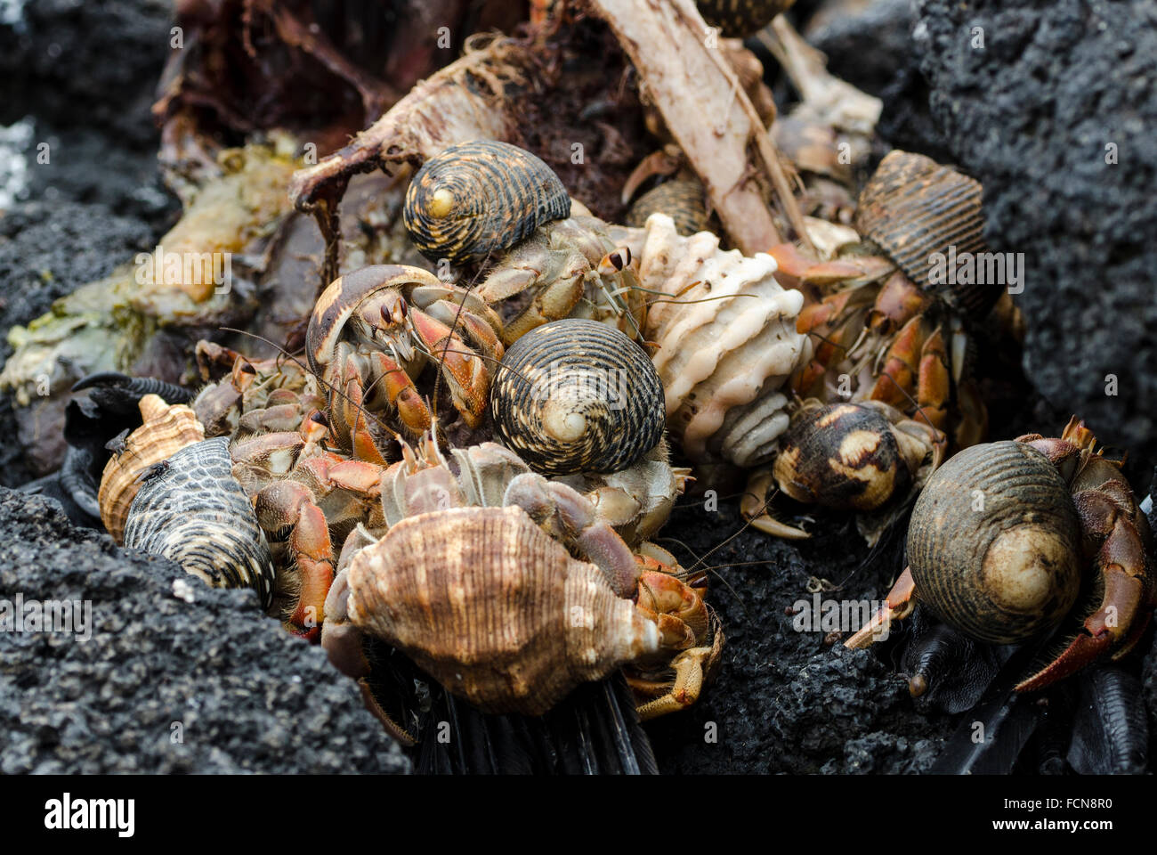 Semi Terrestrial Hermit Crab High Resolution Stock Photography and ...