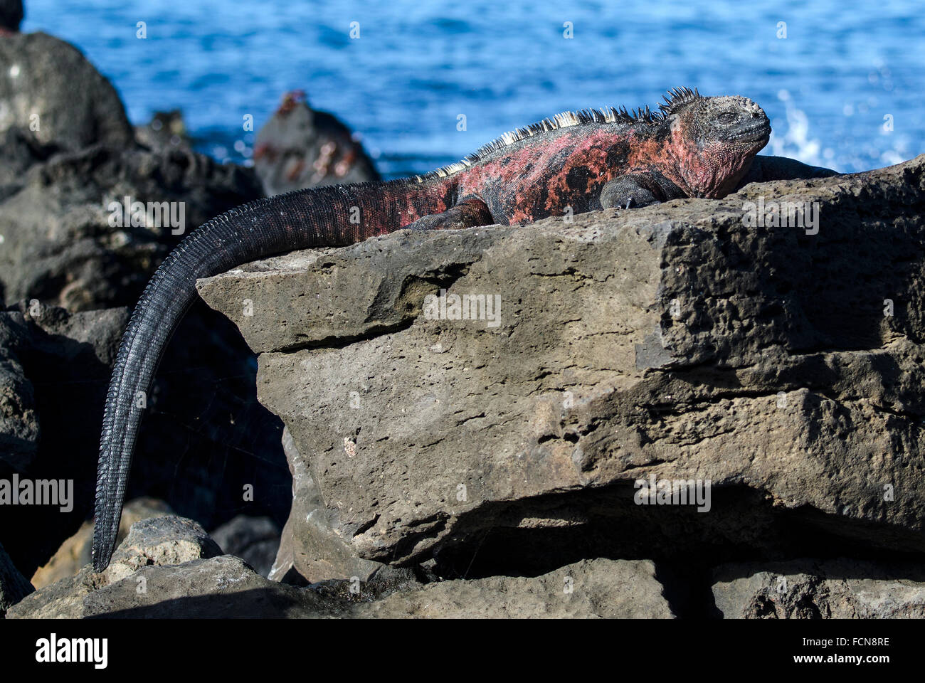 Marine Iguana Amblyrhynchus cristatus venustissimus Puerto Velasco Floreana Island Galapagos Islands Ecuador Stock Photo