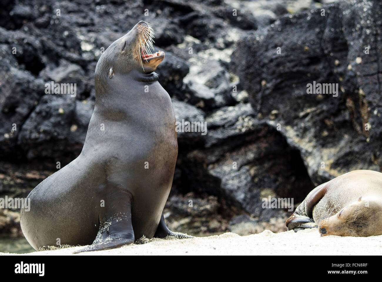Galapagos Sea Lion Zalophus wollebaeki Genovesa Island Galapagos Islands Ecuador Stock Photo