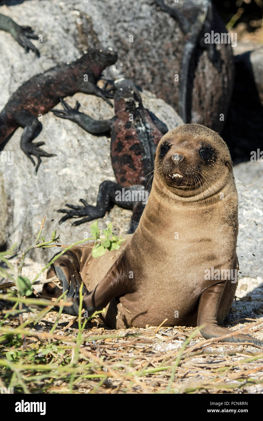 Galapagos Sea Lion  Zalophus wollebaeki Punta Suarez Espanola Island Galapagos Islands Ecuador Stock Photo