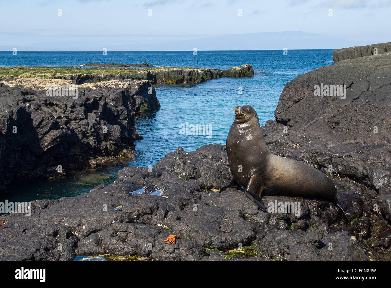 Galapagos Sea Lion Zalophus wollebaeki James Bay Santiago Island Galapagos Islands Ecuador Stock Photo