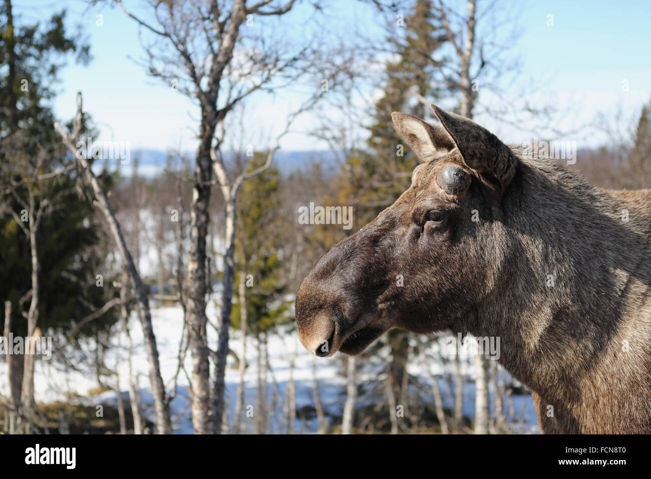 A Norwegian Moose In Winter Stock Photo Alamy a-norwegian-moose-in-winter-stock-photo-alamy