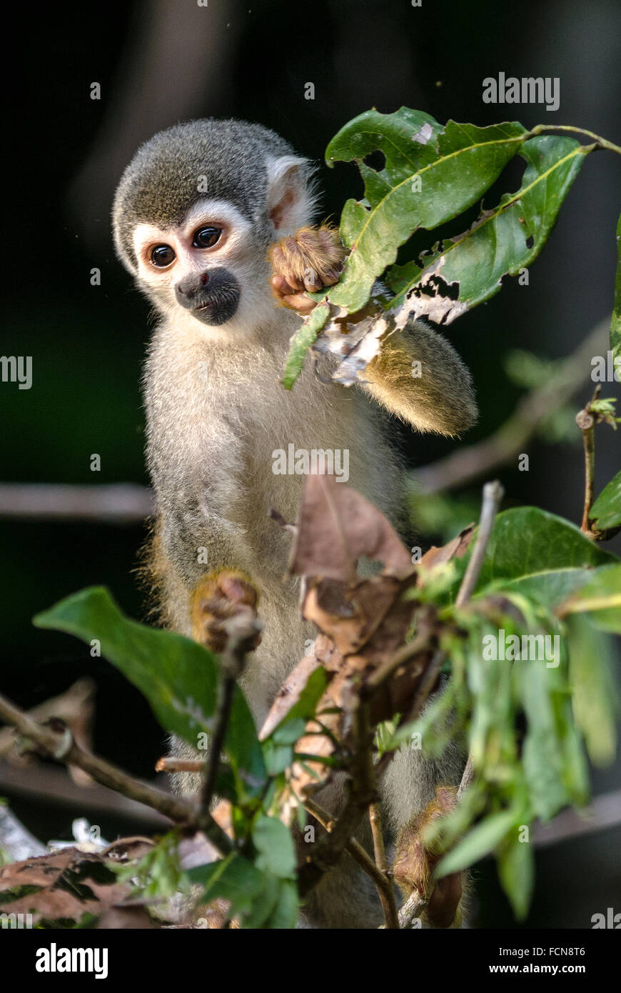 Ecuadorian Squirrel Monkey Saimiri sciureus macrodon La Selva Lodge Amazon Basin Ecuador Stock Photo