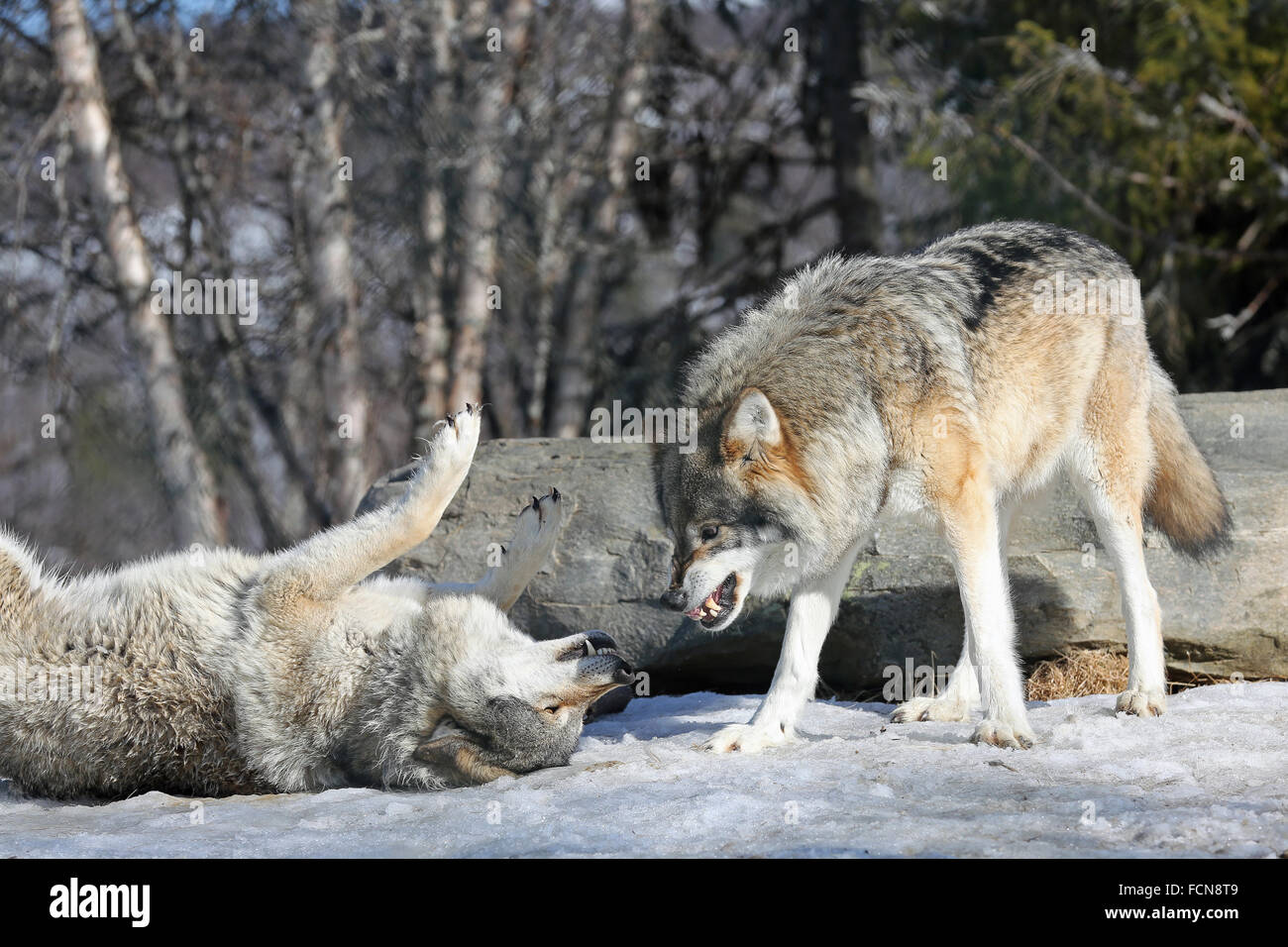 Alpha male wolf fighting hires stock photography and images Alamy