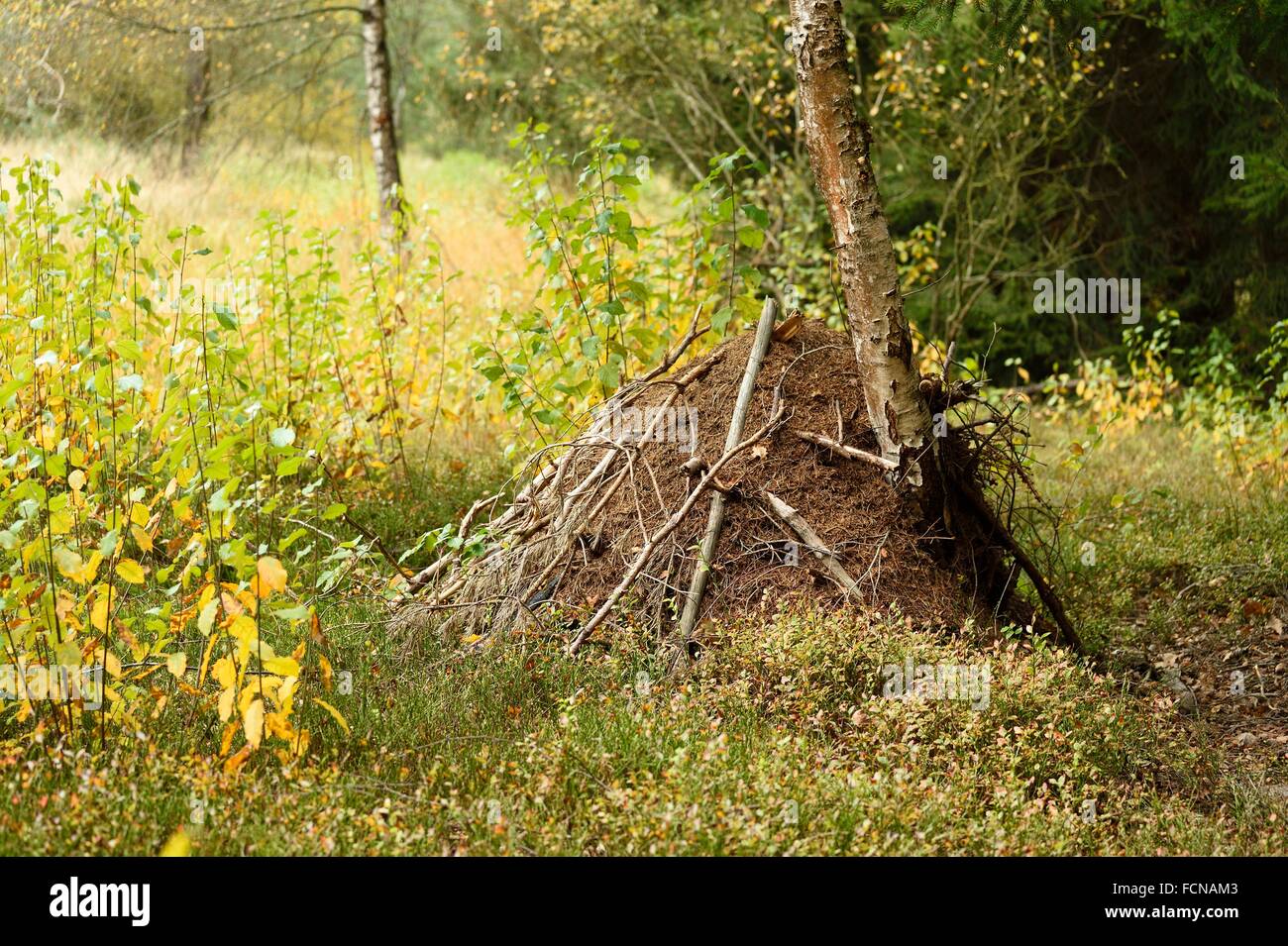 A wood ant anthill (Formica) in a forest in autumn Stock Photo Alamy