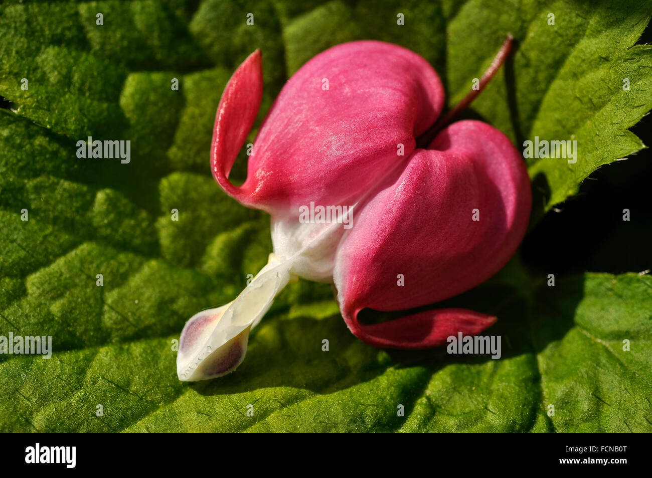 Red heart shaped flower called 'Bleeding Heart' (Dicentra Spectabilis) resting on a green leaf. Stock Photo