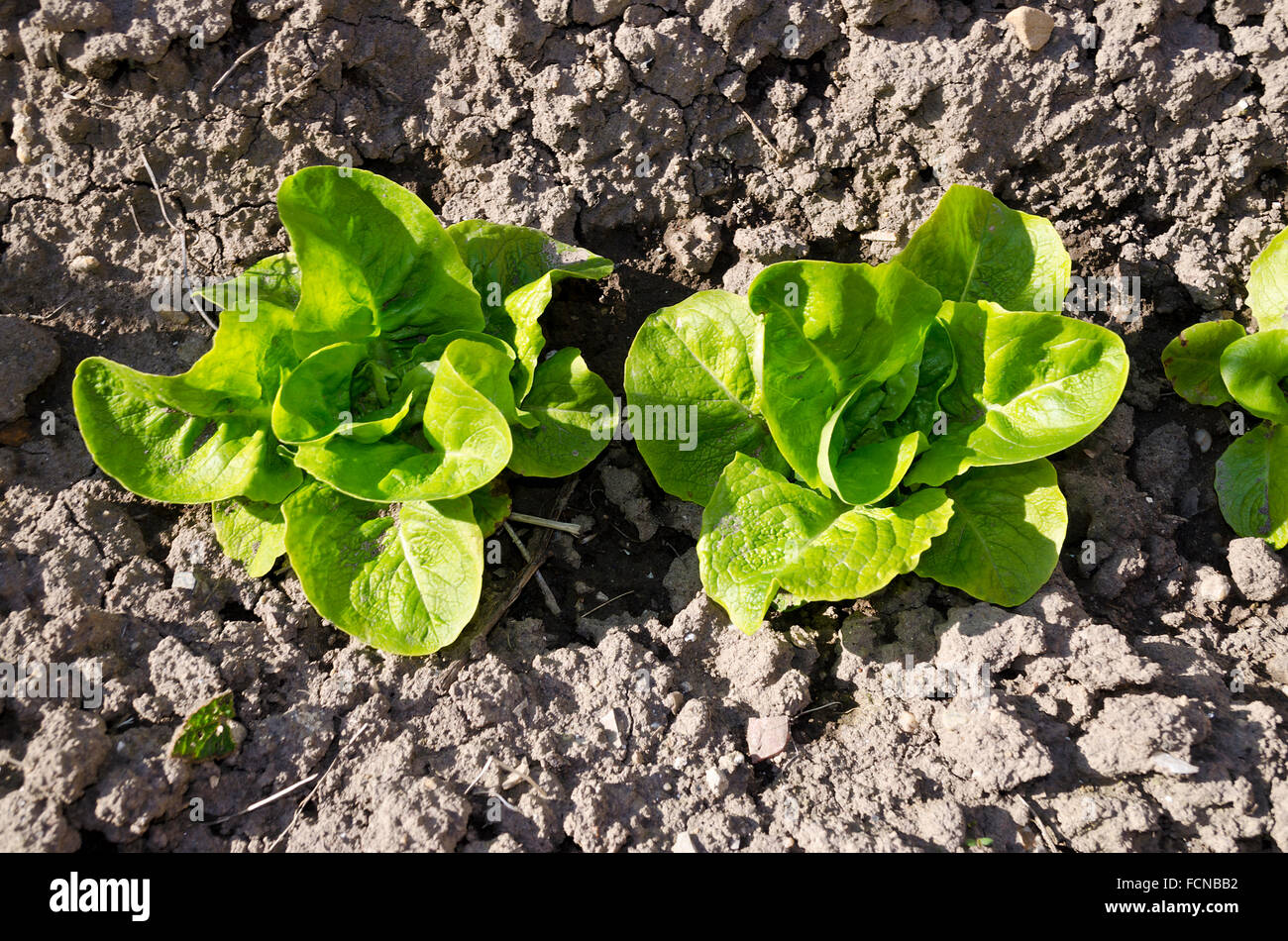 Growing bio lettuce in the northern Bulgaria in the summer Stock Photo
