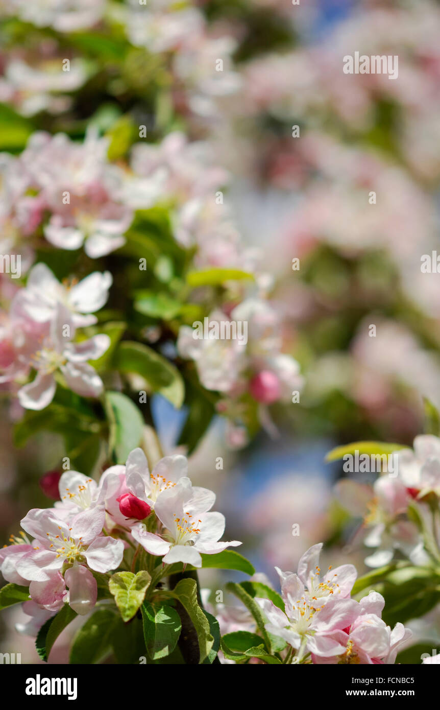Close up of pale crab apple blossoms in spring sunshine. Stock Photo