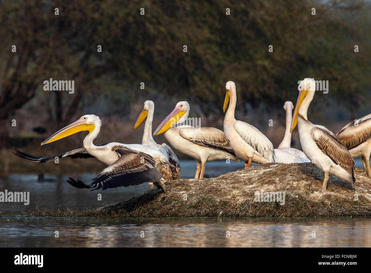 Water birds of india hi-res stock photography and images - Alamy