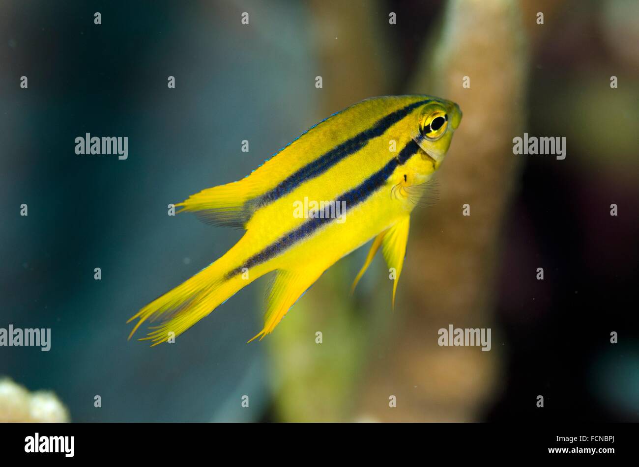 Juvenile Yellowtail Damsel (Neoglyphidodon nigroris), Batu Angus dive