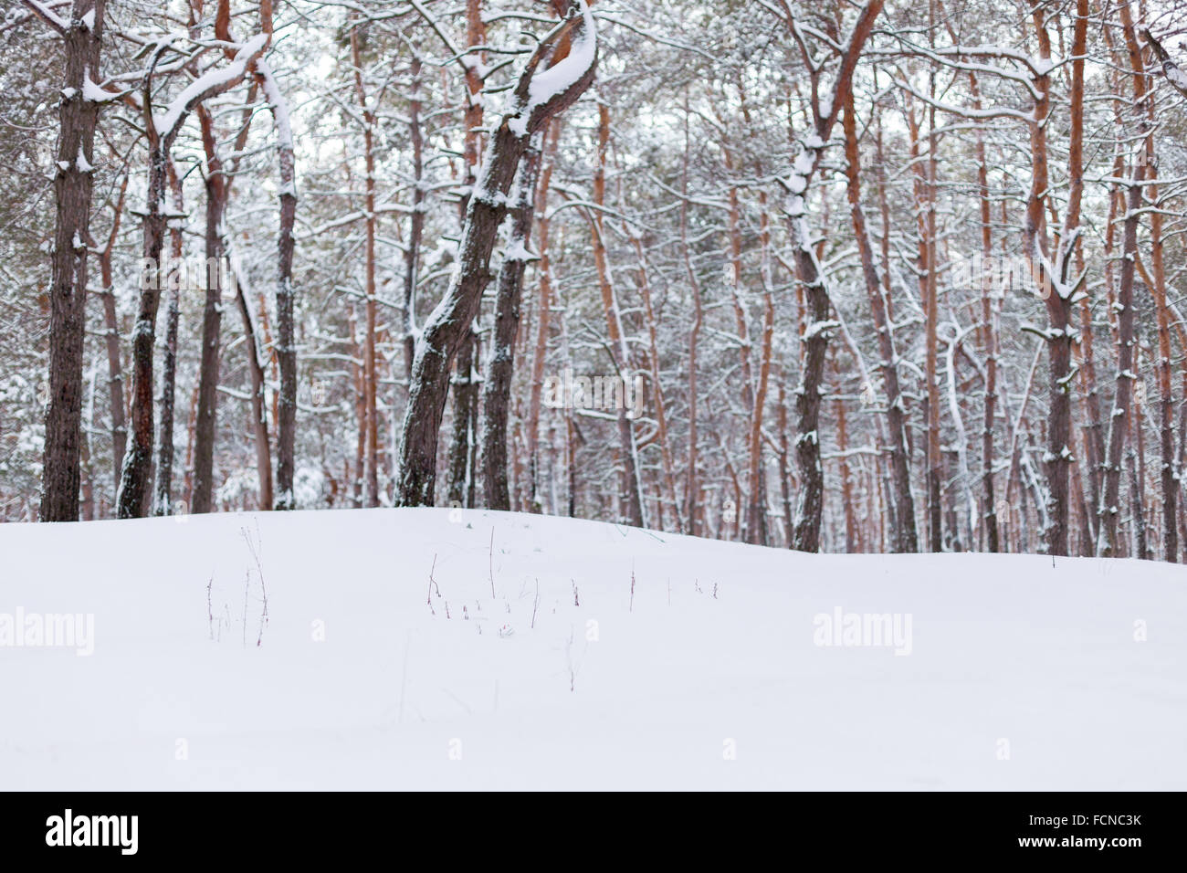 Winter pine forest in Europe Stock Photo - Alamy