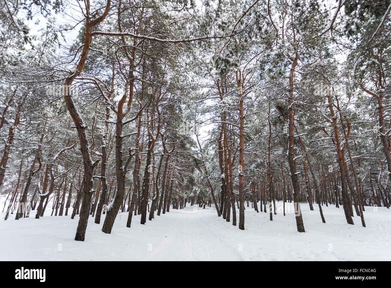 Pine tree along wild scenic hi-res stock photography and images - Alamy