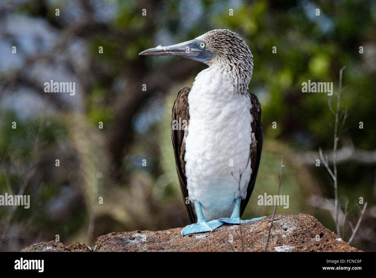Blue-footed Booby Sula nebouxii excisa North Seymour Island Galapagos Islands Ecuador Stock Photo