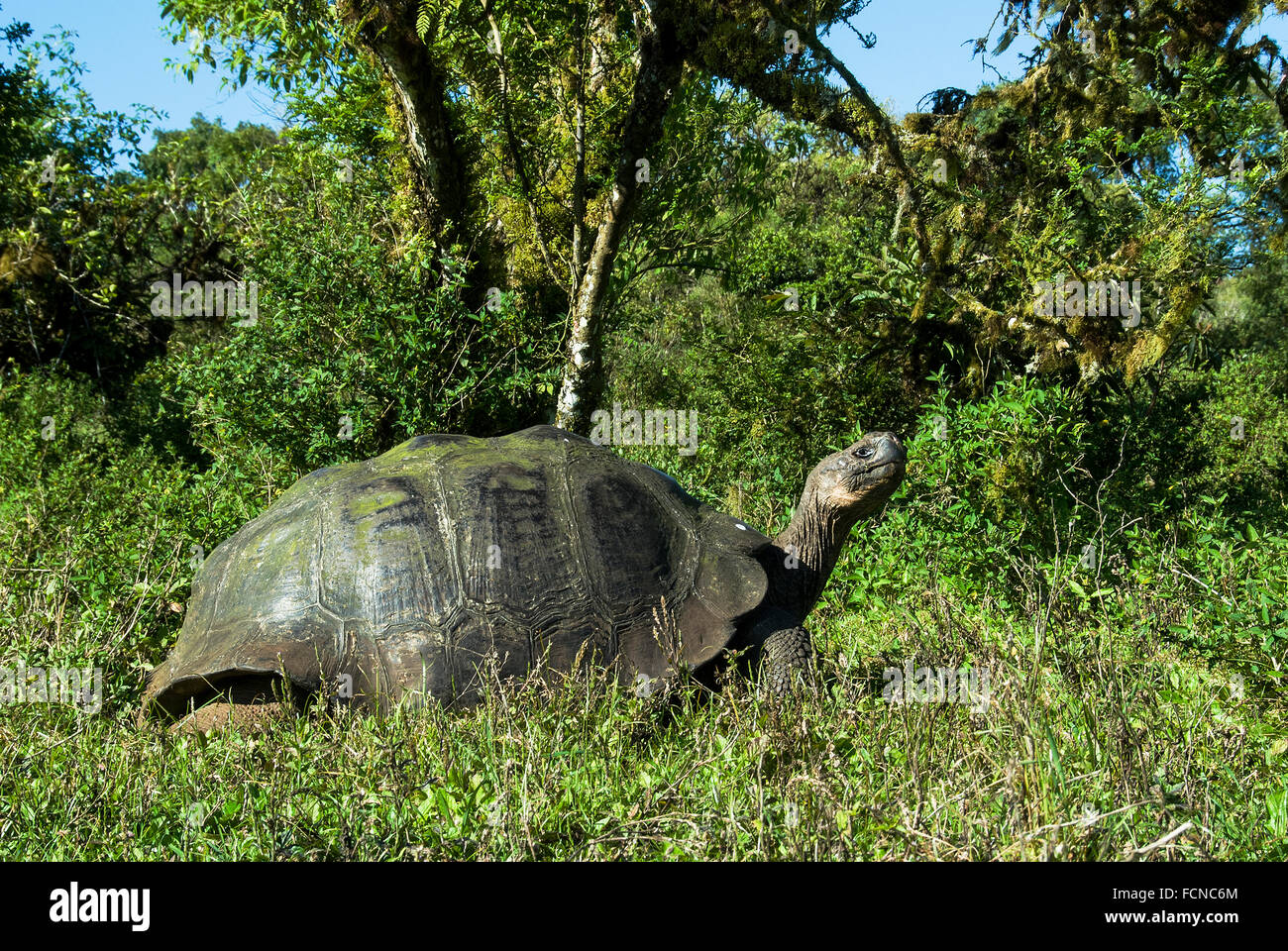 Galapagos Giant Tortoise Geochelone elephantopus porteri Santa Cruz Island Galapagos Islands Ecuador Stock Photo