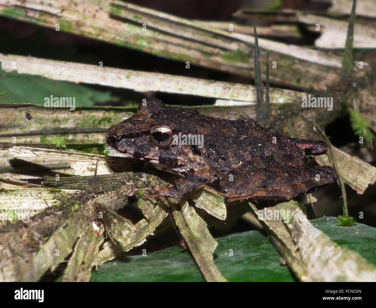 Marbled Rain Frog Pristimantis ventrimarmoratus La Selva Lodge Amazon Basin Ecuador Stock Photo