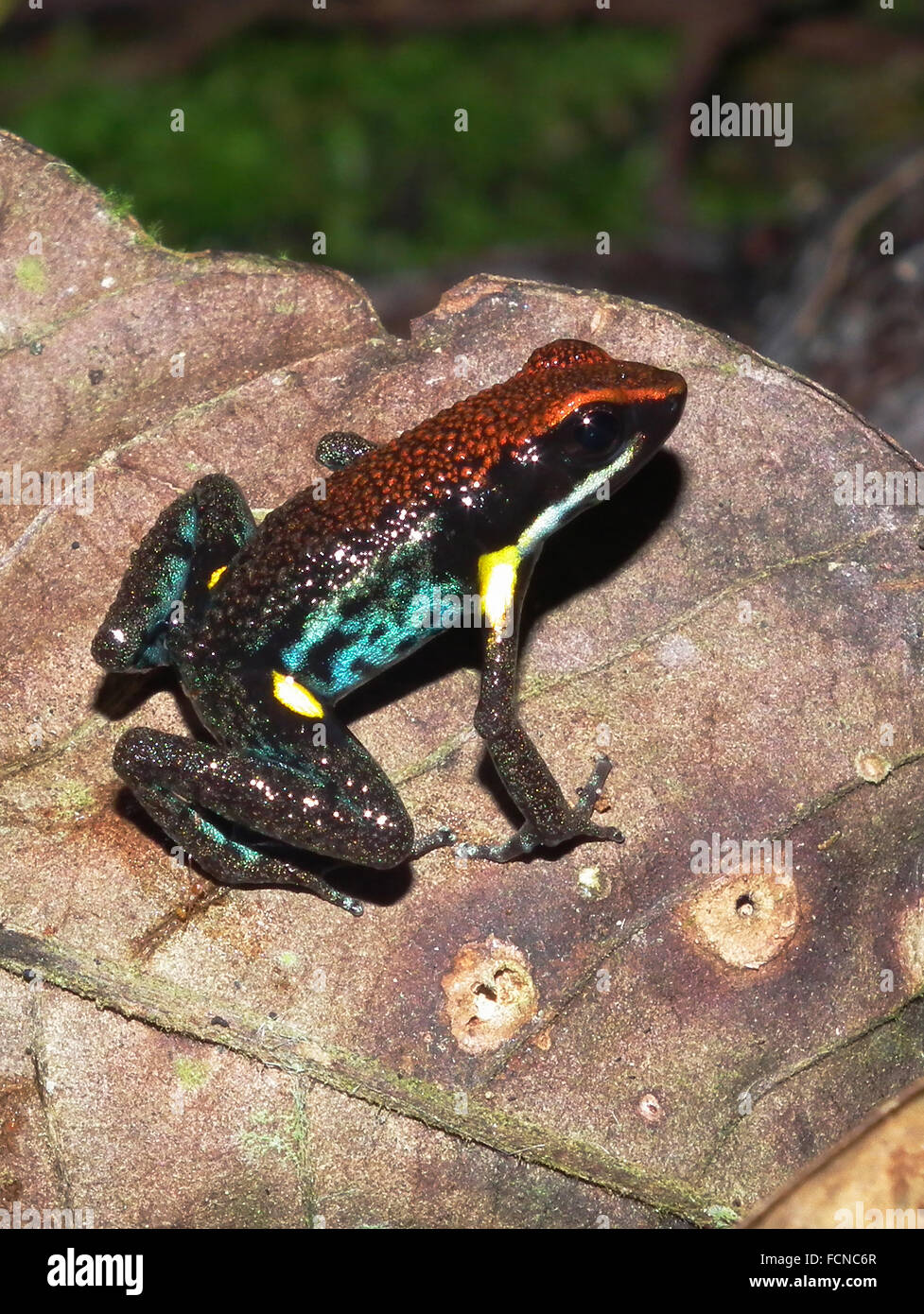 Ruby Dart Frog Ameerega parvula La Selva Lodge Amazon Basin Ecuador Stock Photo