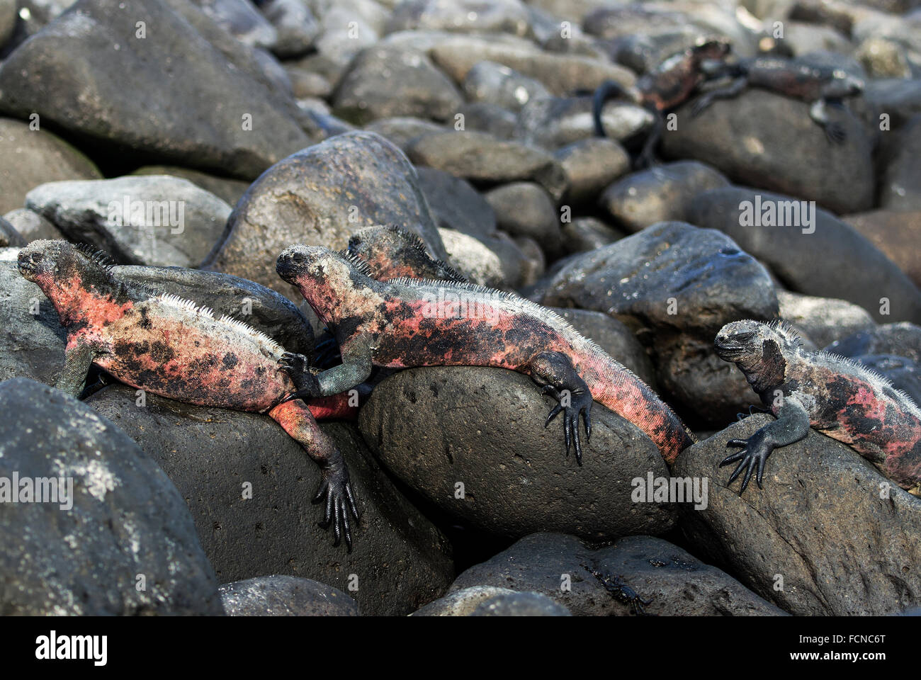 Galapagos Marine Iguanas Amblyrhynchus cristatus venustissimus Punta Suarez Espanola Island Galapagos Islands Ecuador Stock Photo