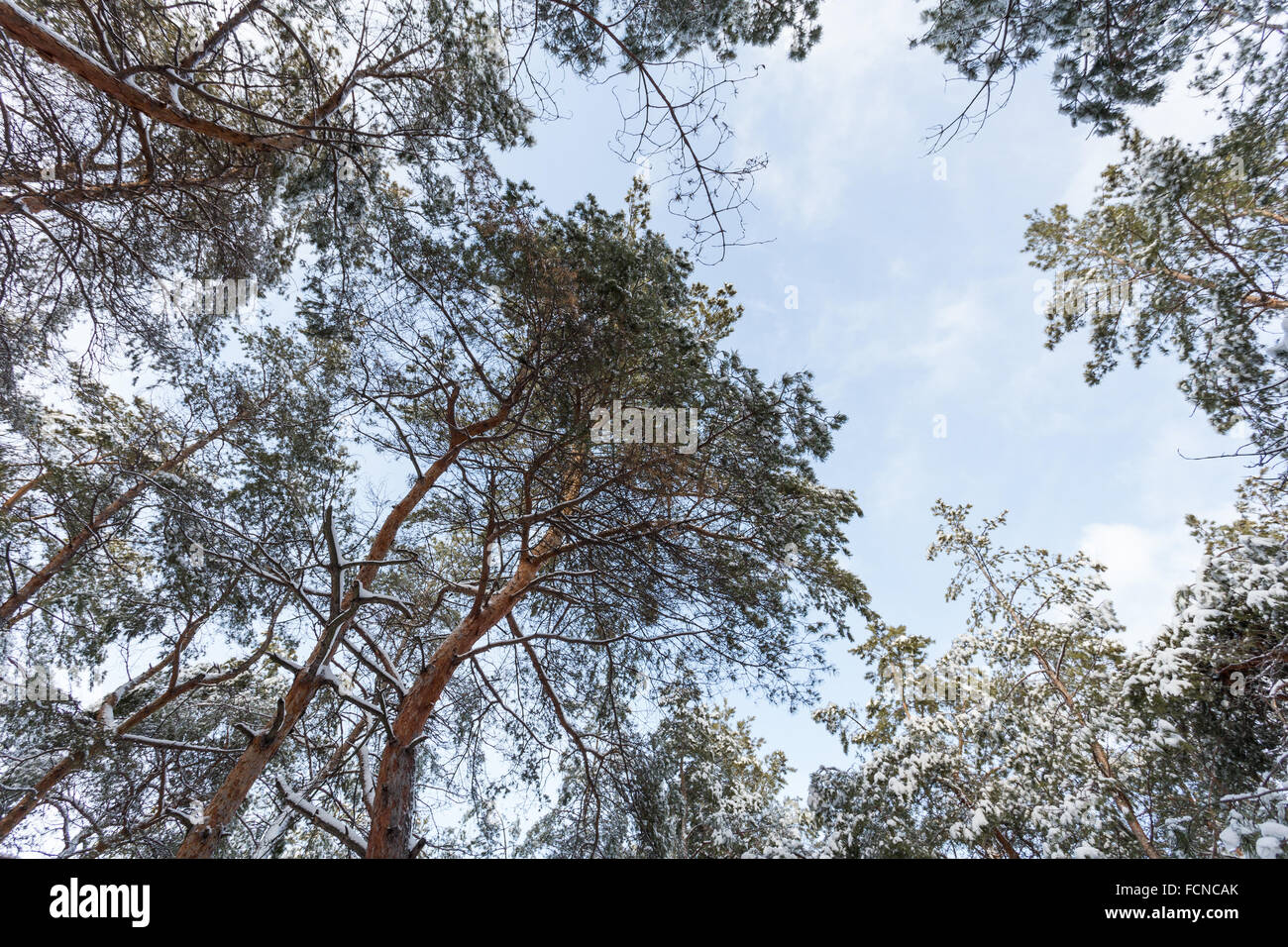 Under the pine tops in the winter forest Stock Photo - Alamy