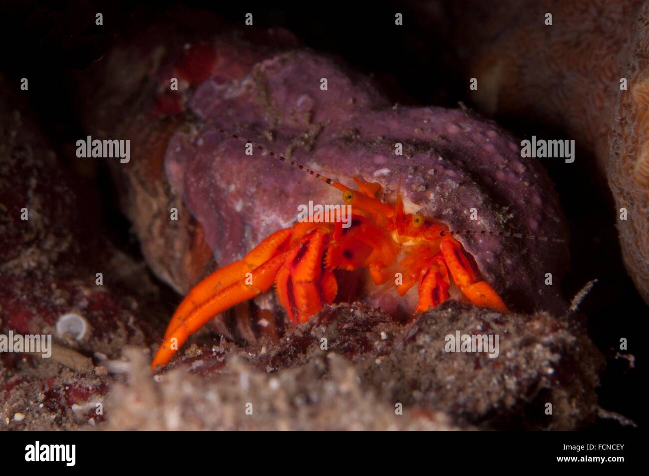 orange hermit crab stock