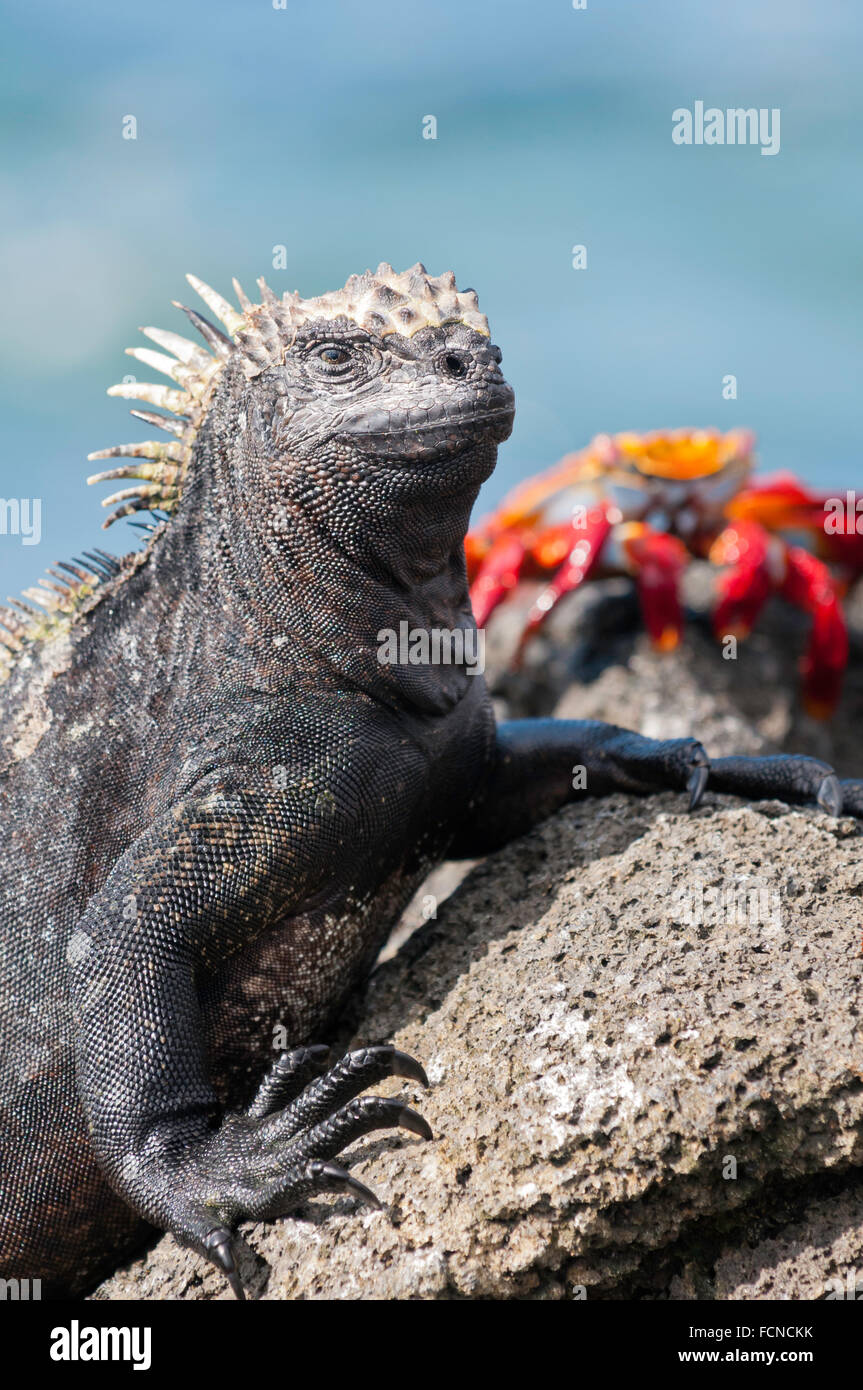 Marine iguana, Amblyrhynchus cristatus cristatus, with Sally lightfoot crab, Grapsus grapsus, Isla Fernandina, Galapagos Islands Stock Photo