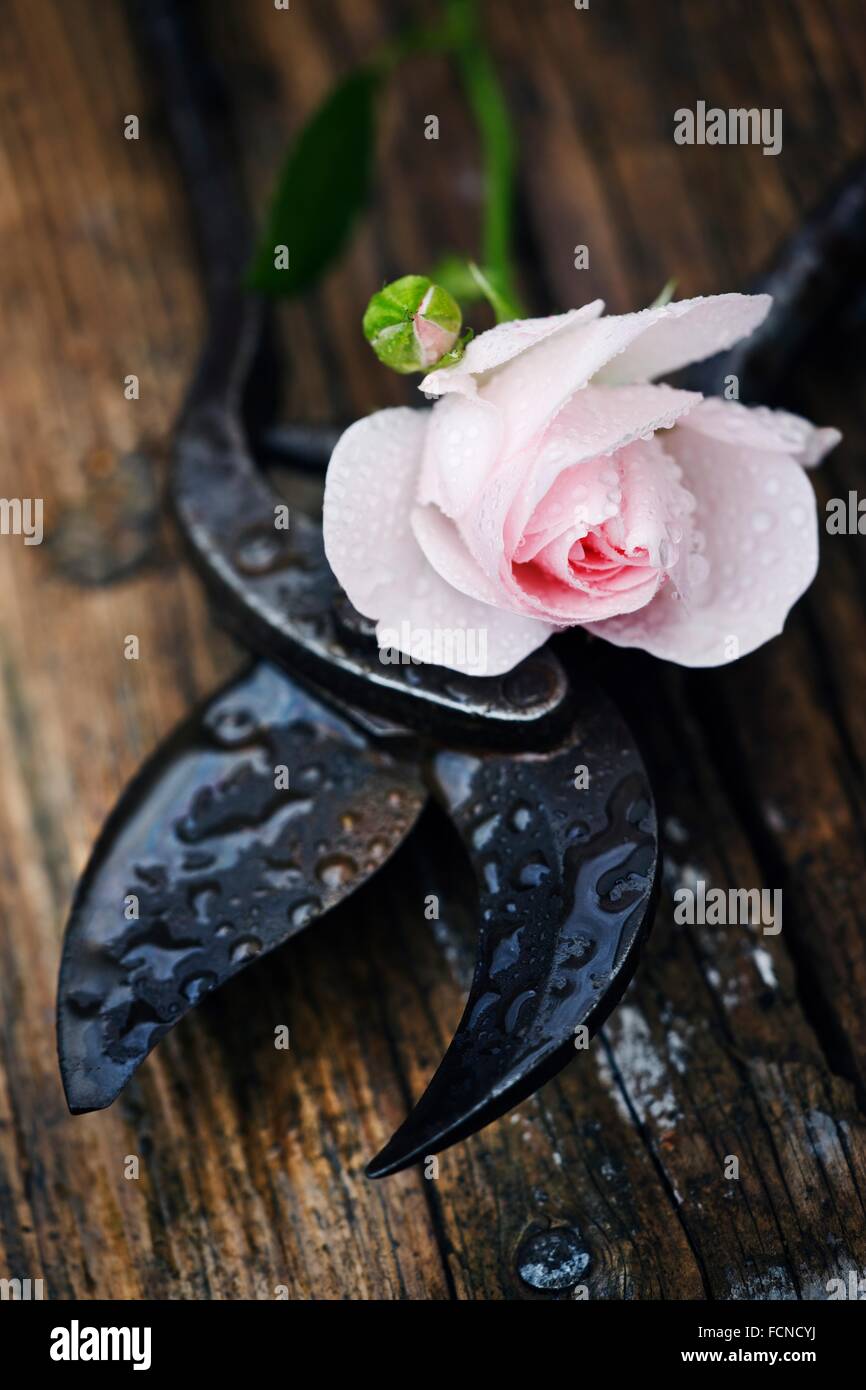 Rosa Rose variety Special Child cut flower with rain soaked vintage secatuers on weathered timber table. Stock Photo