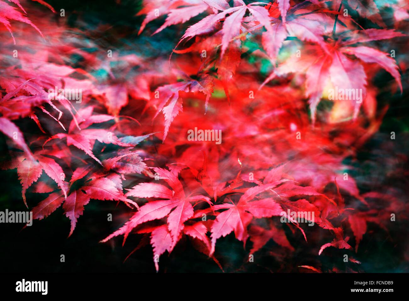 Acer Palmatum variety Bloodgood, Autumn/fall colour Stock Photo - Alamy