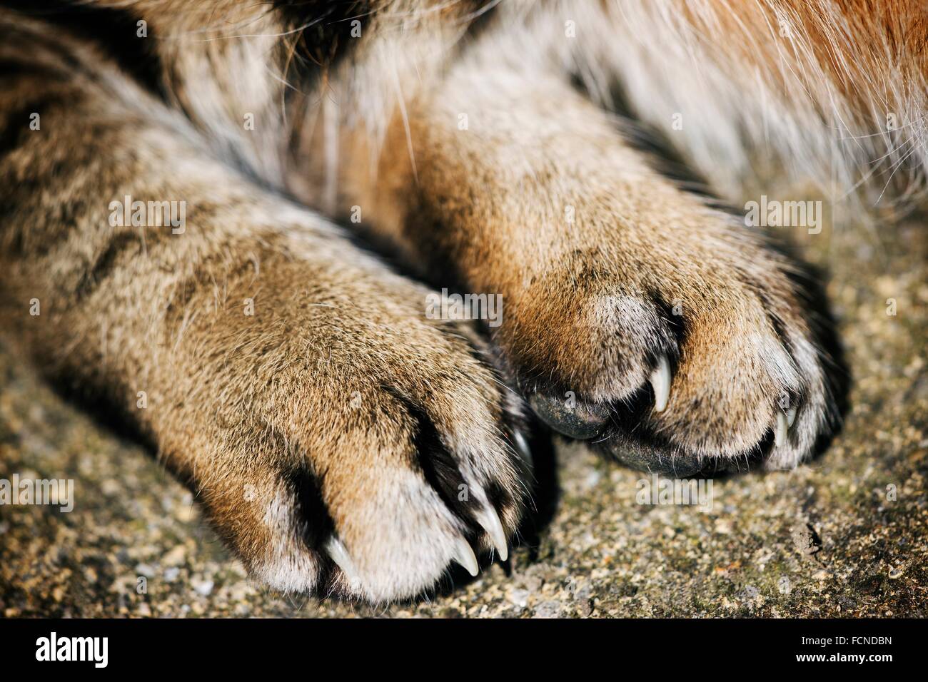 Front paws of a domestic cat Stock Photo Alamy
