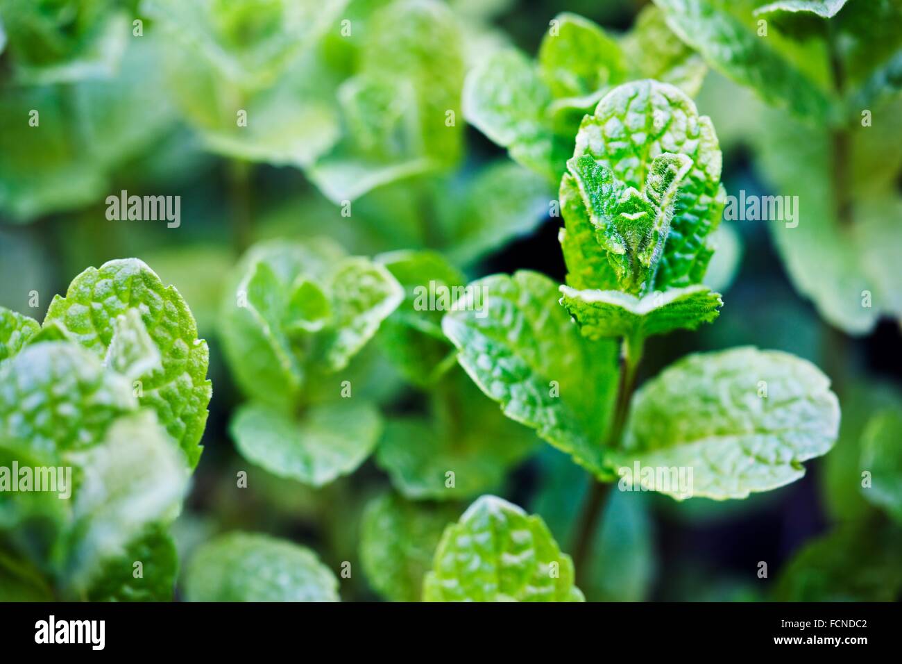 Herb Mint garden mint Stock Photo - Alamy