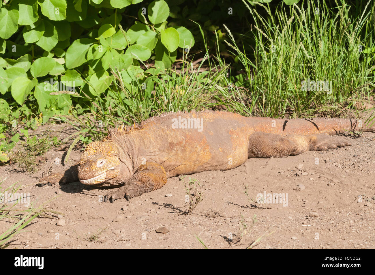 Galapagos land iguana, Conolophus subcristatus, Isla Isabela, Galapagos Islands, Ecuador Stock Photo